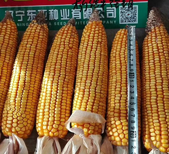 遼單588-玉米種子-東亞
