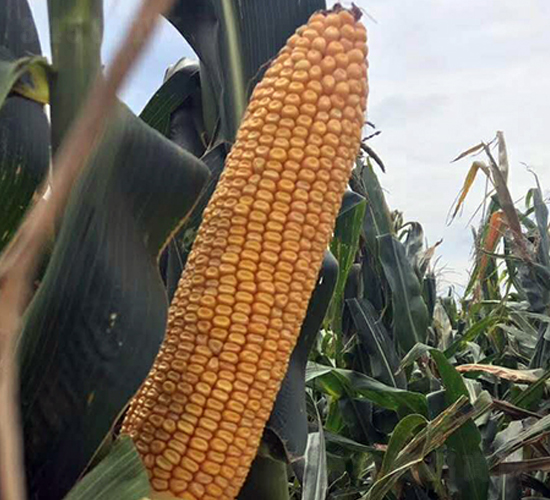 ���h705-���׷N��-�|��