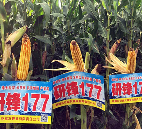 研峰177-玉米種子-東亞