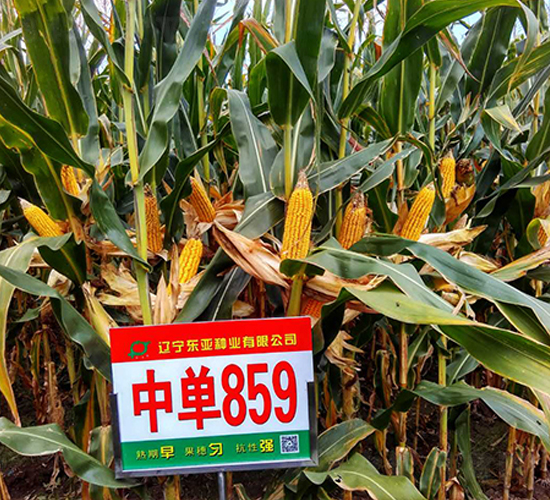 中單859-玉米種子-東亞