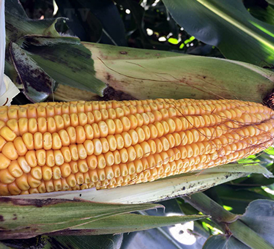 �|��80̖-���׷N��-�|��