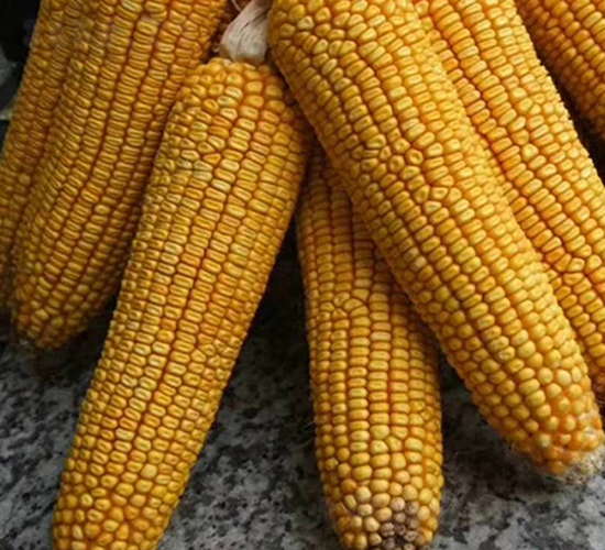 �|��13̖-���׷N��-�|��