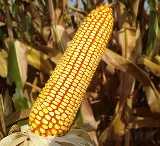 迪化7138-玉米種子-東亞