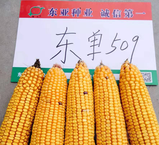 東單509-玉米種子-東亞