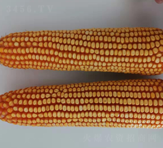 �|��1781-���׷N��-�|��