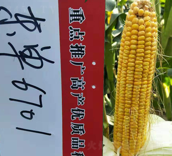 東單6701-玉米種子-東亞