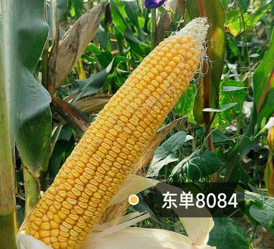東單8084-玉米種子-東亞