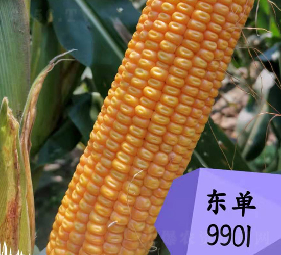 東單9901-玉米種子-東亞