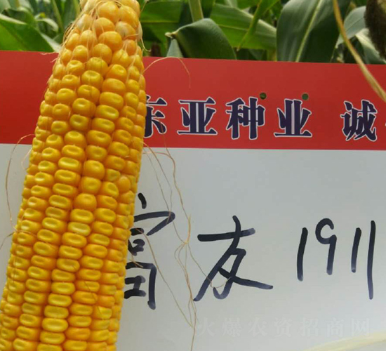 富友1911-玉米種子-東亞