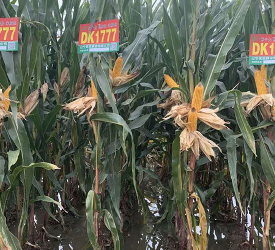 DK1777-玉米種子-東亞