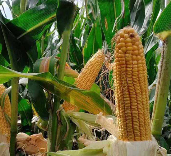 DK8518-玉米種子-東亞