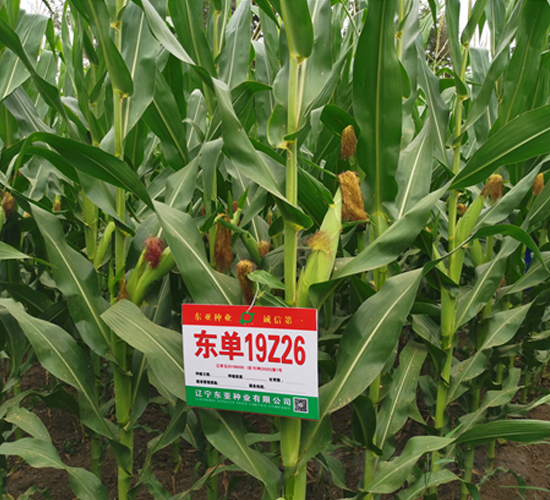 �|��19Z26-���׷N��-�|��