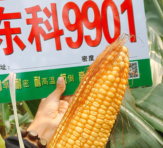 東科9901-玉米種子-東亞