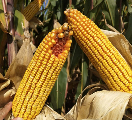 �|��L09-���׷N��-�|��