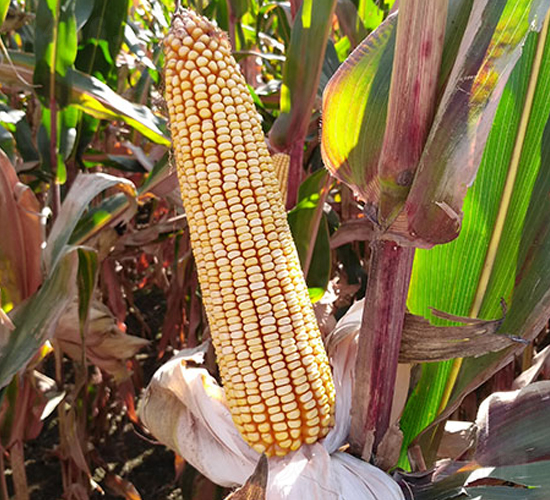 東單90-玉米種子-東亞