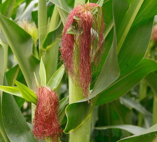 東單817-玉米種子-東亞