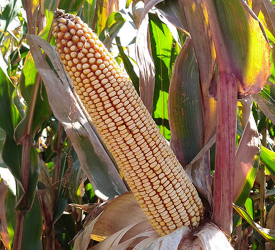 東單213-玉米種子-東亞