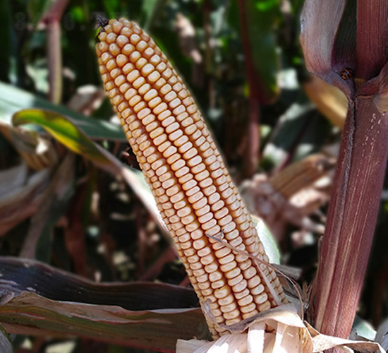 東單189-玉米種子-東亞