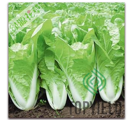 快菜101-白菜種子-豐登種業(yè)
