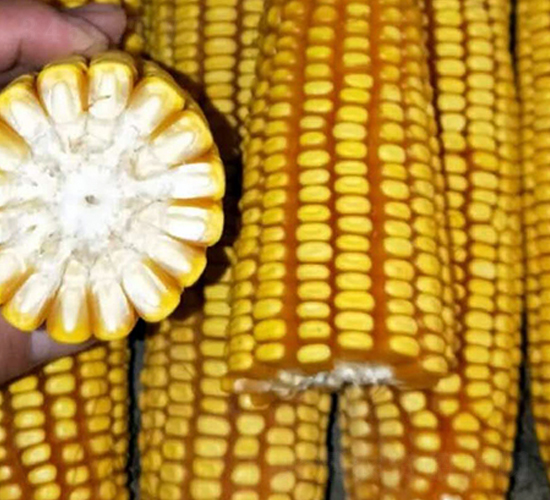 東單68號(hào)-玉米種子-東亞