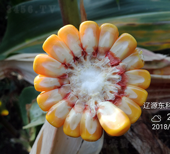 �|��909-���׷N��-�|��