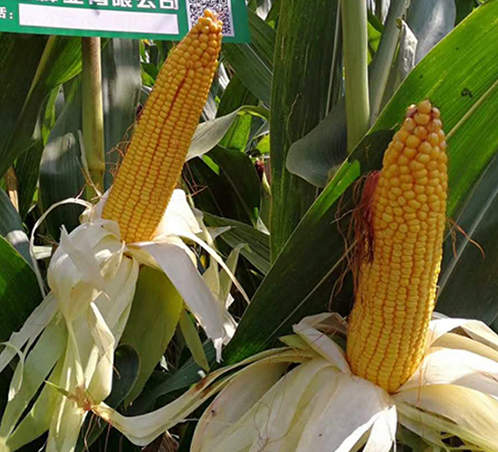 �|��1775-���׷N��-�|��