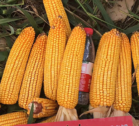 東單1607-玉米種子-東亞