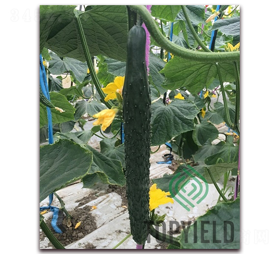 �S�l1̖-�S�ϷN��-�S�ǷN�I(y��)