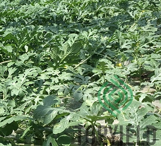 Ұţ1̖-��ľ�N��-�S�ǷN�I(y��)