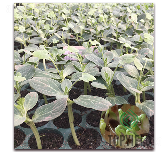 ���3̖-��ľ�N��-�S�ǷN�I(y��)