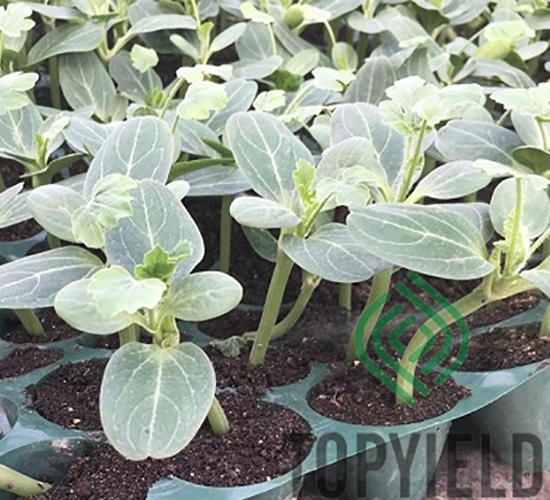 甬砧1號-砧木種子-豐登種業(yè)