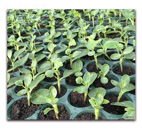 思?jí)?1號(hào)-砧木種子-豐登種業(yè)