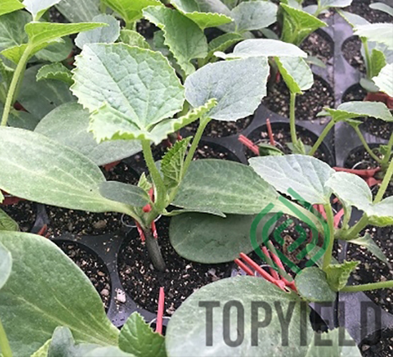 思壯8號-砧木種子-豐登種業(yè)