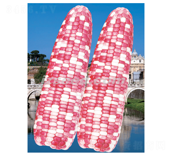 ���Ʋ�Ŵ-���׷N��-�F(xi��n)���N�I(y��)