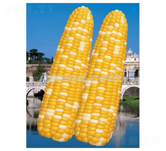 楚甜雙喜-玉米種子-現(xiàn)代種業(yè)