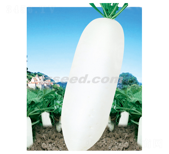 精選短葉十三-蘿卜種子-現(xiàn)代種業(yè)