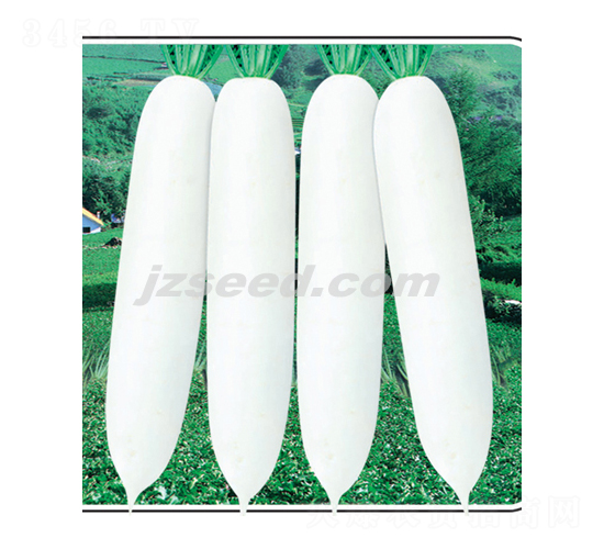 漢白金-蘿卜種子-現(xiàn)代種業(yè)