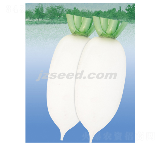 楚園貢品-蘿卜種子-現(xiàn)代種業(yè)