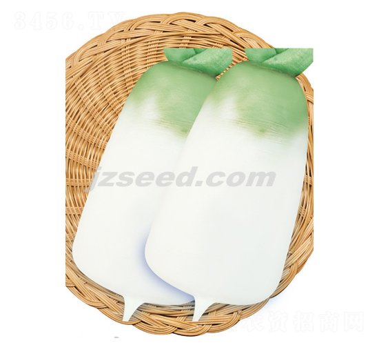 楚園黃洲蘿卜-蘿卜種子-現(xiàn)代種業(yè)