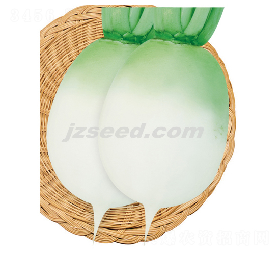 楚園砂罐-蘿卜種子-現(xiàn)代種業(yè)