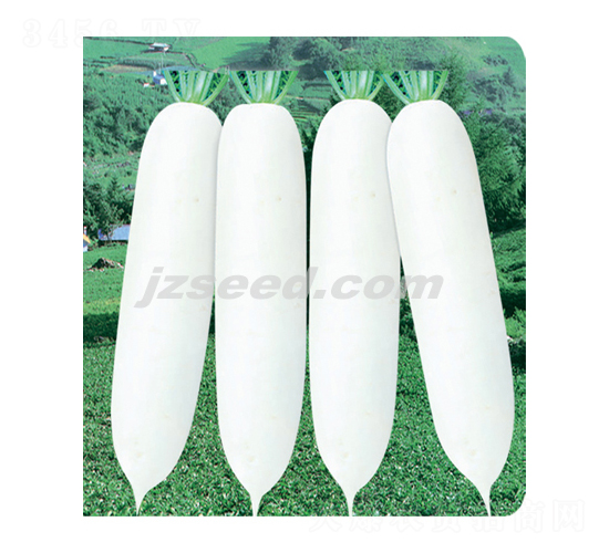 銀冠707-蘿卜種子-現(xiàn)代種業(yè)