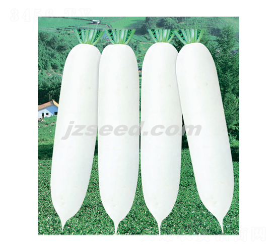 雪福萊-蘿卜種子-現(xiàn)代種業(yè)