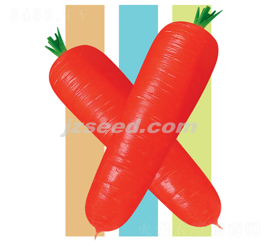 紅冠808金筍-胡蘿卜種子-現(xiàn)代種業(yè)