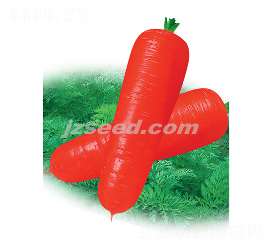 紅秀807金筍-胡蘿卜種子-現(xiàn)代種業(yè)