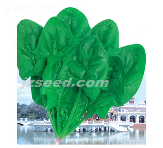 阿波羅-菠菜種子-現(xiàn)代種業(yè)