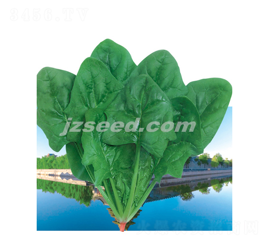 超能菠菜-菠菜種子-現(xiàn)代種業(yè)