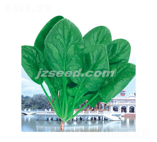 大力神菠菜-菠菜種子-現(xiàn)代種業(yè)