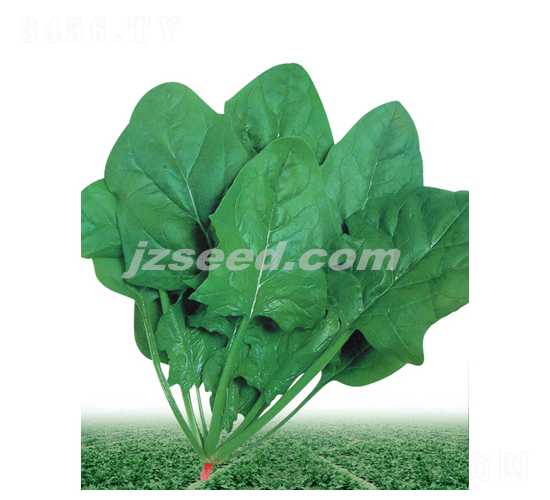 丹麥王子-菠菜種子-現(xiàn)代種業(yè)