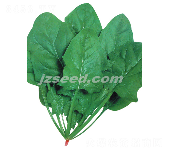 富士法蓮草-菠菜種子-現(xiàn)代種業(yè)