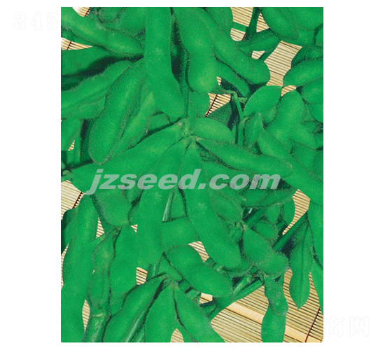 武青一號(hào)-毛豆種子-現(xiàn)代種業(yè)